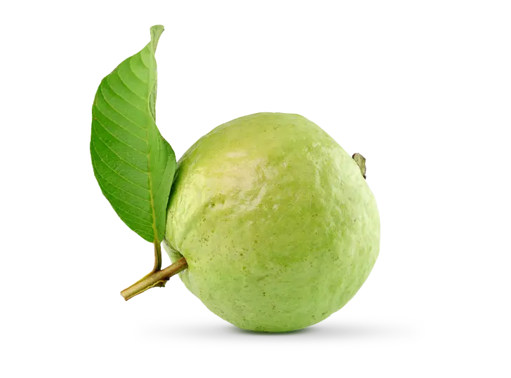 Guava Extract